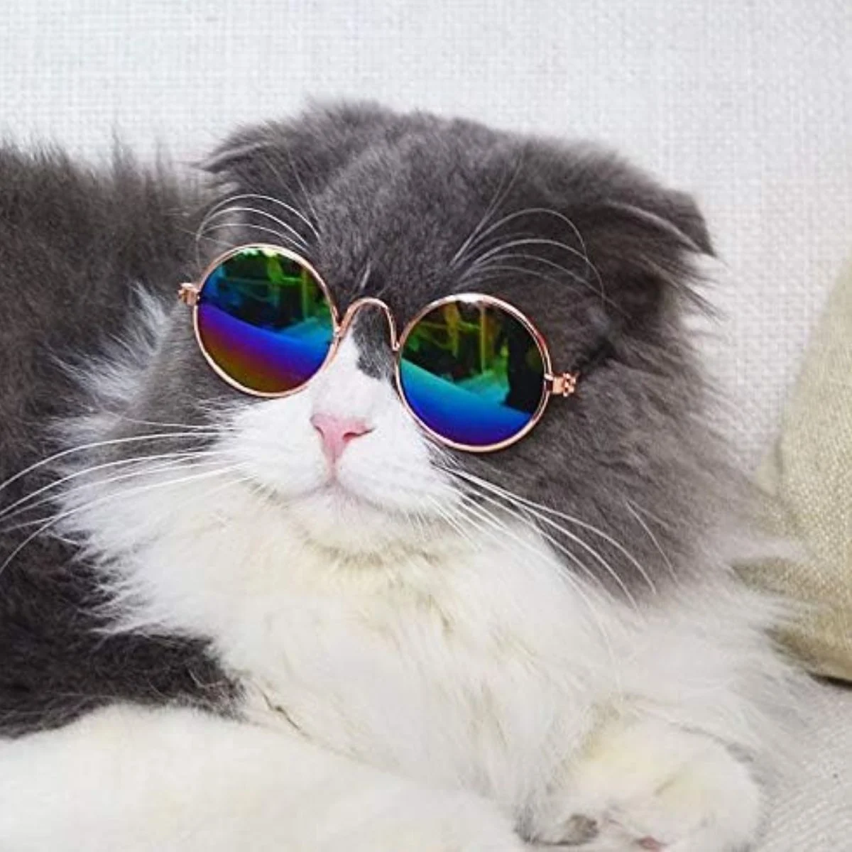 Lentes De Sol Para Perros Y Gatos - Image 6